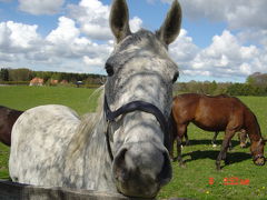 Danmark. inaka no keshiki