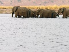 南部アフリカの旅【３】　アフリカ象の川渡りを見たチョベ川のボートサファリ