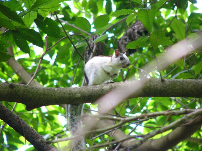 Nicaragua ニカラグアって面白い(1/16)　白いリスに会いに　モンティベジ  ～ミツバチばあやの冒険～