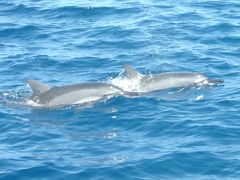 （中編）マンタ、海ガメ、イルカと戯れたハワイ島6泊8日間の旅行記