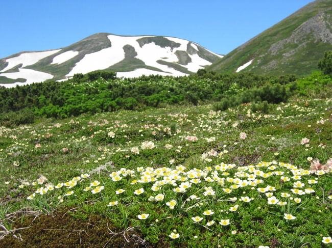 夏だけど、夏なのに、夏だからこそ、スキー。<br />雪と花、どちらも楽しめる7月の北海道の山。<br />これが大雪クオリティ。