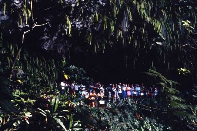 シダの洞窟<br />　東海岸に位置するワイルア川は、ハワイの先住民の故郷である。200年前まではタブ制度が支配され、前近代的なハワイ社会がここにはあった。<br />　女性は豚・ココナツ・バナナ・などを食べる事を禁じ、男性とは食事を共にしてはならないといった厳しい禁制である。うっそうとしたハウの木々に囲まれ、穏やかに流れるワイルア川を見ていると、古代の生活ぶりもなんだか覗えるようだ。<br />　ここの公園で、私が大ファンであったエルビス・プレスリーの「ブルーハワイ」が撮影されたとは知りまへんでした。<br />　河口の船乗り場には、100人ほど乗れる平らな木造船が、数台客待ちをしている。<br />あっちこっちのバスからツアー客が乗船。「ボ‐ッ！」と汽笛を合図に出航する。<br />流れのゆるやかな川では赤や青のカヌーが行き交い、水上スキーが私たちを楽しませてくれる。３０分で洞窟の桟橋に到着。舗装された道を５分ほど歩くと、目の前にボストンシダに覆われた洞窟が現れた。雨が降ってきたかと思うほど水滴が、滴り落ちる中を奥へと進む。<br />　常に水分を含んだ洞窟のシダは、大自然の神秘が漂い、光に映えてうっとりと見とれる。<br />この洞窟で恋人同士が固く手を結ぶと、永遠の愛が約束されると言われている。残念ながら私は洞窟の下で写真撮影、小鉄は洞窟の中にいる。<br />　遊覧船のクルーが奏でる「ハワイアン・ウエディング・ソング」がムードを盛り上げる。<br />天然の洞窟が、音響効果を上げるらしいが、私はすぐそばで聞いているのでその効果はなし。<br />　帰りの船の中でも、賑やかにハワイアンソングにフラダンスが始まる。小鉄の隣席から片言の日本語で「日本からですか？」と日系二世の山田さん（70）。ワシントンで名画の案内をしていると言う。小学生の頃、仙台に少し住んでいたとか、偶然の出会いに日本人同士の郷愁が漂う。下船と同時に別々のバスへと別れを告げるが,ずっと以前から知っていたかの様な親しみを覚える。<br />『帰りの船の中で小鉄とそっと手を握っておきました。これで当分は大丈夫でっしゃろ』<br />ＨＰへhttp://www.beans.ne.jp/ikeuchi/<br /><br />