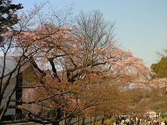 桜咲かなかった京都