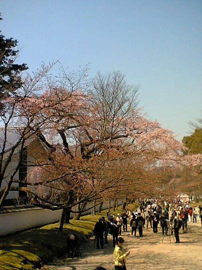 2005年4月の学会は京都でした。<br />例年だとスッカリ桜が咲いている時期のはずで、円山公園の桜の木の下の料亭でお食事をしたのですが、一分か二分咲きって感じだったのです。<br />でも私が発表している間に、同僚が桜スポットで写真を撮ってくれたので載せてみます。<br />え？お寺の場所ですか？？？それが一番難しい質問ですね（苦笑）ちなみに京都観光は銀閣寺でした。写真、どうしたんだったかなぁ、、、。