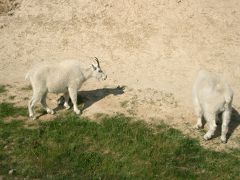 カナダ・ドライブ?バンフ～ジャスパー～カルガリー