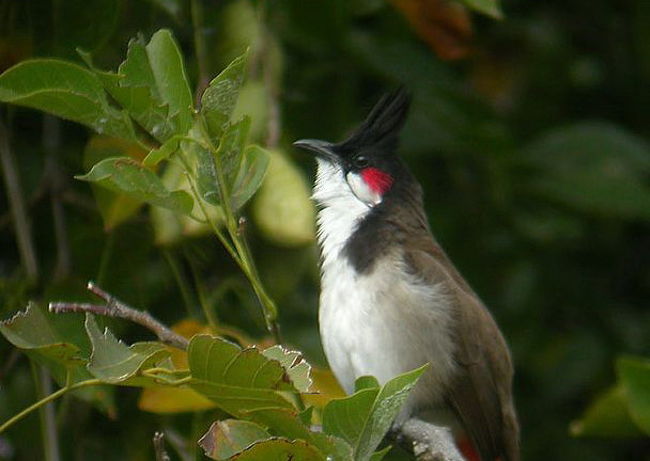タイの野鳥・・・<br />ノックピッチャルイ・ノックホアチュック・ノックパロートホアチュック・ノックパロートスワン<br /><br />タイにもまだまだ沢山の野鳥が確認されている、一番多いのはやはり自然公園に指定されている、　バンコクに近いカオヤイ国立自然公園やドイアンカーン、ドイインタノンなど等だ、特にメーホーソンにはまだ、日本で言う九官鳥が自然の中に存在しているのです。勿論最近では人工的に増やされているだけで・・・残念なことに100％の自然環境では育ち難い自然状況になりつつあると言うことかもしません、九官鳥の中には何種類かに分けられ、一番上手にコーピーのように話せるのが九官鳥・・そして山間の村や道沿いで見かける水牛の背中にチョコンと座るくちばしの黄色い九官鳥の種類も実話教えると喋れる種類の鳥なのです。現在では自然の中で育つようにと売買を禁止し自然環境を守る為に保護されています。商売などをする場合にはキチンと政府や環境庁・自然保護団体からの許可書が必要なことでも在りますが、そうは言えど・・自然状態の中で親が死んでしまう・・親が何らかの理由で戻らない・・などや鳥の巣が落ちてしまうなどでそのままでは死んでしまう可能性が高い鳥などは状況判断でＯＫだと言われています。そのまま自然の戻しても生きていける術をまだ親から教わらない雛を誰もそのまま見殺しには出来ない・・其れほど雛は可愛いです。<br />勿論九官鳥の部類がポロリと手に入る事は勿論特別な例だとしても、庭木に巣を作り・・低気圧などで嵐が来ると・・あちらこちらで巣が落ちてしまい・・・命あるのもはそのままなんとかひろわれて育てられることもあれば・・その多くは犬や猫、蛇や蟻に遣られてしまいます。そう言う我が家も今年は何度も落ちてきて・・何度死なれて哀しい思いをしたことでしょう。大敵は猫でした・・・犬は教えると手を出さなくなりますが・・猫は自然本能で・・小さい頃から共に育てられてば覚えているでしょうが・・こればかりは難しい問題でした。<br />最近我が家に良く落ちてくる鳥の種類はヒヨドリやスズメの種類でチェンマイではノックピッチャルイというチェンマイ語で呼ばれています・・・・日本語名はコウラウンといい、Red-whiskered Bulbulと呼ばれています、香港やマレーシアが多いと言われています。<br />タイ語や南部の方では、ノックホアチュック、ノックパロートホアチュック、ノックパロートスワンなどと呼ばれその種類だけでも36種類が確認されています。<br />その中でも特に鳴き声のコンテストが行われる位貴重とされているのがノックホアチュックと言う鳥で頭のカンブリを被ったように鶏冠を立て、頬には赤いまん丸印があり、尾びれに白いマークがついている鳥です、ヒヨドリは日本だとグレーや茶色ですが・・タイには物凄い色鮮やかな種類もいるので、バードウオッチングなどで楽しまれています。黒々とした色なのにくちばしと足がまっかだったりする日本名はクロガシラ・・・・・勿論日本にも現在確認されているでしょうが一番多いのは台湾方面です、またウグイスのように黄緑色だったりして日本語でエリゲヒヨドリというのだそうです、これはマレーシアに多く見られる鳥だそうです、凄く良く似ているんですが・・ほんの少しからだの色が違うか・・鶏冠があるかないか・・尾びれが長いか短いかで種類も異なり呼び名も変る難しい物ですね・・其れが楽しいのかもしれないですね・・もっと楽しいのは・・この種類が雛として成長していく過程では、飛びだつまで全く同じ状態で同じ色形である為に・・成長した段階の色など全く想像出来ないことです。本当に100％の確立で同じ・・笑えます。違いが現れるのが・2ヶ月くらいからで・・親と同じような鶏冠が出来るか・・尾びれの部分が赤いか・・オレンジか・・それても色がないか・・・などに分かれだしてきます、それでやっと何の鳥か分かるということが一番多いですね。<br />食べる物も人が触ることも特別に問題もなく・・育ち生きながらえてくれます。<br />スズメは人が触ると直ぐ死んでしまうのですが、その点ではこのヒヨドリの方が育て易いと云うことでしょうか・・・<br />本来ヒヨドリは高い声で鳴きますが・・タイでは親鳥を先生と呼び・・テープなどでその鳴き方を教えてコンテストげ競います。一番賑やかなのは昔は現在問題の多い、ヤラーなどでしたが・・現在一番多いのはプーケット名のです。<br />コンテストに出た経験がある鳥やコンテストで賞を取れた鳥は勿論高額なる金額です、金賞を取れた鳥は200.000Ｂ-300.000Ｂ以上します。先生と呼ばれる歌を歌える鳥はその1匹だけで10匹の歌える鳥を育てる事が可能だと云われ、30.000Ｂ-60.000Ｂ位の価値があると言われます、自分の家で教えられない場合には勿論6ヶ月くらいの段階で鳥の学校に入れます・3ヶ月もすると、先生と呼ばれた鳥の歌声をコピーして戻り・・その後好きなだけ歌い暮らします、物まねではなく声真似でしょうか・・勿論コピーですが・・その本来の声が良い鳥の場合にはそれだけで十分楽しめ・・コンテストなどに出ることが可能です。先日その学校を見学・・ご主人いや、鳥学校の校長先生の家は高い格子で覆われた大きな家に住んでいて・・外から誰にも見られないように鳥達を保護して居りました。校長先生は5年前までコンテストの理事を務めましたが・・自分がズート遣れば・後が続かないと判断して無理やり反対を押し切りながら辞め今は学校で鳥をそだてているのだそうです。<br />校長先生は元々南部の生まれでチェンマイに住んでいるのは環境が良い事とチェンマイにはまだまだ育てている人が少ないので・・そう言う意味で長く住んでいるうちに住み着いてしまったんだと笑いながら答えてくれました。<br />その中でもやはり一番の大敵は猫で先日も上に吊るしていたにも係わらず・・賢い猫に籠ごと奪われ・・殺されてしまい、300.000Ｂの鳥ともなればコンテストで金賞を取れた鳥・・哀しくて1ヶ月間食事も取れず大変だったと云う話を聞き・・鳥だけではなく動物を愛する者の思いは同じなんだなあ。。。と実感しました。<br />食べ物は果物が主で、虫や葉、花などを好んで食べるのですが・・人間の近くで育つと・・パンやアイスが大好きでスパゲッティーの麺やラーメンの麺まで平らげるは、人間の食べる物は殆んど食べれる強さを持ちます。<br />人参・キャベツ・もやし・サラダ・などなんでも食べれます。<br />また鳥は割りと風呂が大好きらしくて・・一日最低1−3回はしないといられない・と云うほど綺麗ズキです。小さな羽根の間に小さな虫が入り込み・・気の毒なくらい格闘して殺します・・その為に羽の隅々に風が通り抜ける用に体を膨らましています。其れが見ている方にも愛嬌を与えてくれるので・・気分が不思議と和らぎます。特にその鳴き声のコンテストなど出場して作成されたテープなども売られています、自分が聞いても自然の中にいるような不思議な感覚を覚えます、興味がある方は是非このページを見て下さい。http://www.huajuck.com/mp3player.php<br /><br />