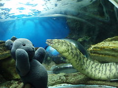 03名古屋港水族館を走る（変則的職場旅行その３）