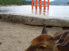 広島　たらふく旅