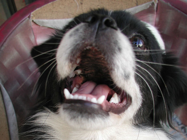 去年知り合った「藏寶齋」で飼っている犬“胖胖(パンパン)”を紹介します。<br />昨年9月初めに別れてからなので、半年ぶりに再会。<br /><br />犬は素晴らしいですね。<br />すぐに思い出して、尾を振りながら跳びかかってきました。<br />コイツが可愛い胖胖です。(^^