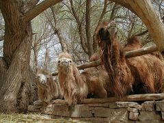 鳴沙山番外編・其の１～駱駝飼育場～