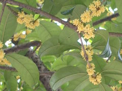 10月の桂林-木犀（モクセイ）の花が満開