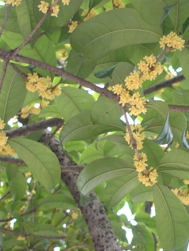 10月の桂林 木犀 モクセイ の花が満開 桂林 中国 の旅行記 ブログ By 背包族さん フォートラベル