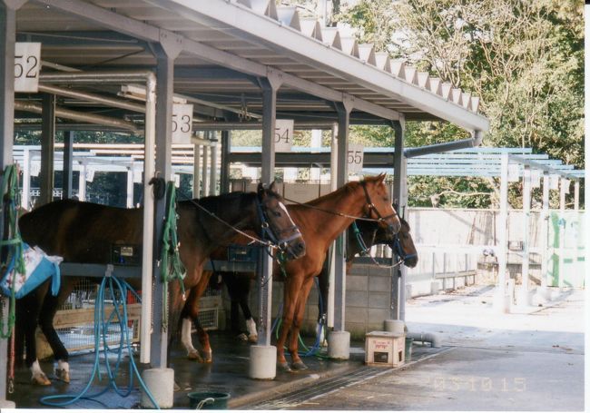 東武動物公園の乗馬クラブで、２日間の体験乗馬に挑戦しました。初めてなので、怖々でした。お馬さんは良く訓練されていてお利口さんでした。終わってから動物園を楽しみました。