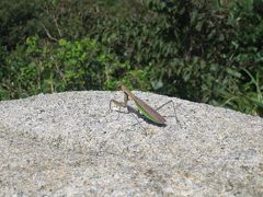 福井県の山?（岩籠山・・・水遊びは楽しい・・）