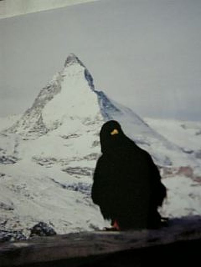 スイス１の展望台とあったので、<br />ゴルナーグラートに登ってマッターホルンを拝んできました。<br /><br />昨日までは薄手の長袖でよかったのですが・・・。<br />地面が凍ってる！！　スリッポン履いてたらコケました（＾＾；<br /><br />山頂はあまりの寒さで、ホットコーヒーもすぐにアイスに・・・<br /><br />この鳥さんは、そこにいたマスコット？です。<br />パンを与えたりして戯れてたんですが、<br />ツメが鋭くて、ちょっと怖かった。<br /><br />