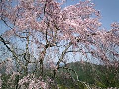 吉野千本桜ハイキングに参加して