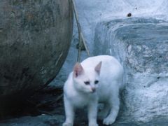 地急の島めぐり−３１島目エーゲ海ギリシャ・イドラ島１０１匹猫ちゃんー１