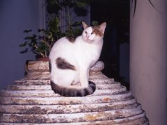 地球の島めぐり・３１島目ギリシャーイドラ島１０１匹猫ちゃんＰ＝４