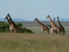 ◆ケニア～その４～　マサイマラ国立公園◆