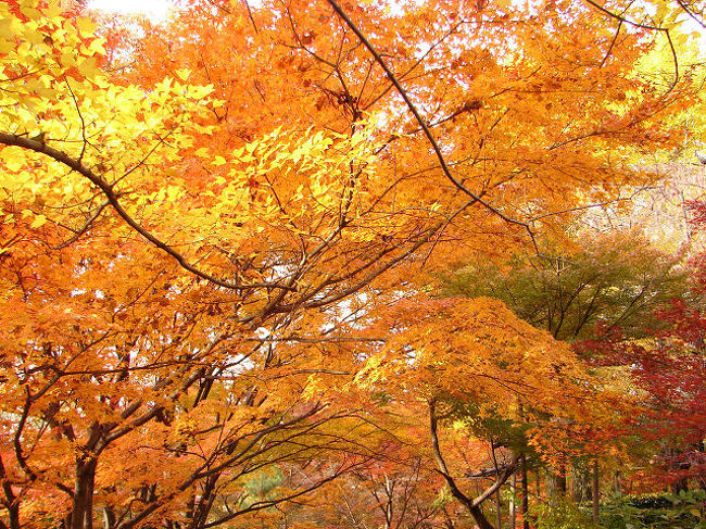 京都（’05 紅葉狩り)