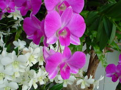 ぶらり沖縄2005?ビオスの丘