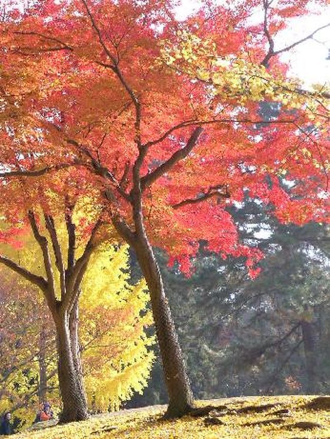 東大寺 手向山の紅葉 奈良県の旅行記 ブログ By 片瀬貴文さん フォートラベル