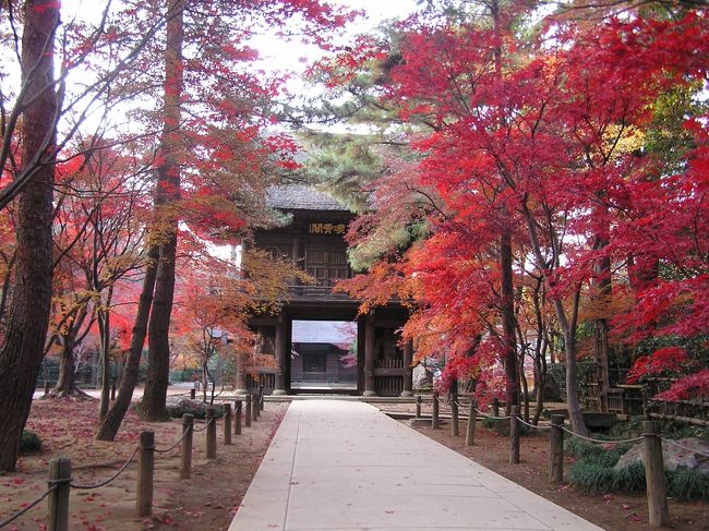 埼玉県に住んでから既に２８年にもなるが、何時か訪ねたいとかねがね思ってた寺がある。　それは新座市にある「平林寺」である。<br />紅葉鑑賞でも隠れた素晴らしい寺であるとホームページに最近出ていたので本日、その紅葉を見学しようと思い訪問した。<br /><br />平林寺は川越城主の松平信綱の菩提寺である。　最初は平林寺は埼玉県の岩槻市にあったが、川越城主松平伊豆守信綱公がこの新座市野火止に移し、今日のような平林寺に建立されたとのことである。<br /><br />平林寺境内の面積は４０ｈａ以上あり、樹木が多く武蔵野の面影を最もよく残しており、天然記念物に指定されている。<br /><br />肝心な紅葉見学は聞きしに勝る素晴らしい風景を作っていた。<br /><br />（行程）北朝霞〜ＪＲ新座駅〜徒歩３０分、約２．７K〜平林寺正門<br /><br />　　　　平林寺内の散策は約１Ｋ、１時間<br /><br />　　　　平林寺正門〜バス、約３０分２１０円〜朝霞台駅<br /><br /><br />＊写真は平林寺の凌宵閣付近の紅葉