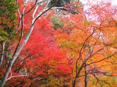 １２月に輝く紅葉☆大福山から梅が瀬渓谷へ