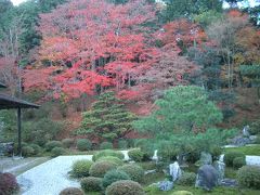 曼殊院、糾の森、西本願寺の紅葉に間に合いました