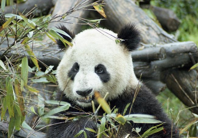 大雨で道路が崩れ、難行苦行の一日がかりで世界遺産の&amp;amp;#21351;&amp;amp;#40857;へ。大熊猫保護区でパンダを抱っこして、写真やビデオを撮る。<br />