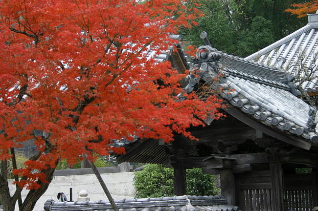 大宰府の・・天満宮・光明禅寺を訪ねる<br />紅葉の美を、堪能できた、素敵な旅だった、