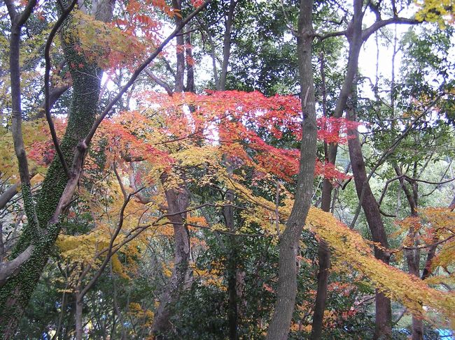 太宰府天満宮には見所が沢山ある。 天満宮の建造物、春には観梅があり、観桜があり、、夏には菖蒲が見られ、秋には紅葉が見られ、それから天満宮周辺には遠くには水城跡、太宰府政庁跡、観世音寺等があり、近くには光明禅寺等があり歴史文化を探訪のウォーキングコースとしても有名である。それから、今年10月中旬〜開館された九州国立博物館がある。 此処では、太宰府の紅葉の風景と博物館の外からの景色を纏めた。<br /><br /><br /><br /><br />*写真は太宰府の素晴らしい紅葉