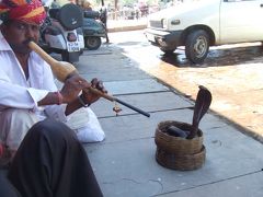 インドの朝　―デリー周辺―