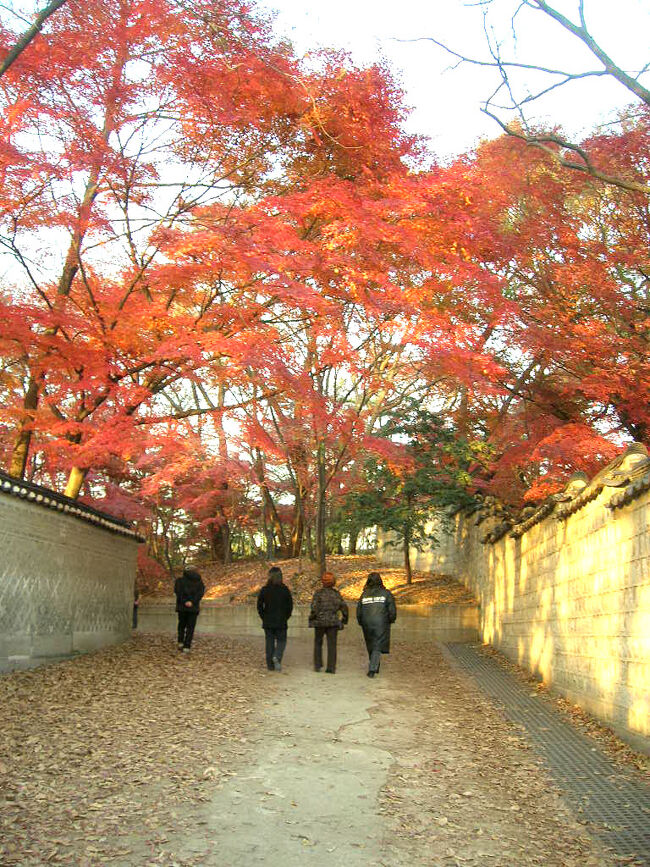 世界文化遺産の昌徳宮が２００６年の６月から冬季間（12月から3月）を除き毎週木曜日のみ一日千人まで自由観覧ができるようなったとの情報をキャッチ。素晴らしい機会を与えられたことに感謝してドラマ「大長今」（宮廷女官チャングムの誓い）のロケ地でもある昌徳宮を再訪した。<br /><br />去年Ｕｐした「チャングムを辿る旅　◆ソウル昌徳宮・秘苑」をリニューアル、ロケ地以外の見どころを建築中心に大幅加筆しました。200701<br /><br />写真は、芙蓉池に向かうゆるやかな丘陵で、去年より二週間早い11月16日の訪問だったが紅葉の色づきは最高潮だった。水のせいなのか気候のせいなのか昌徳宮の楓は真紅で艶かしいほどだ。<br /><br />20070402追記：<br />ソウルナビを見たら2007年も4/10から11/30まで昌徳宮木曜日自由観覧再開！毎週木曜日が自由観覧になるようです。<br /><br />20070121追記：<br />タイトルを変更しました。<br />