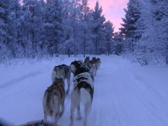 スリリング満点！北欧での犬ぞり