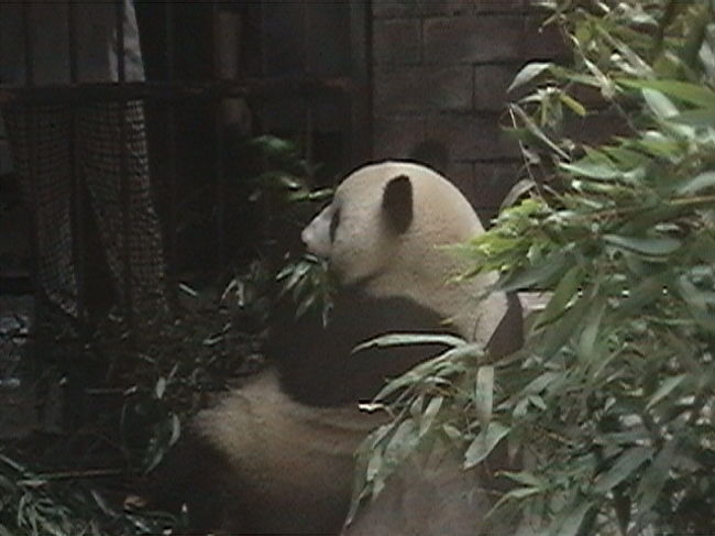 昨夏の北京旅行。<br /><br />「中国といったら、やっぱりパンダ！？」と勝手に決めて、北京動物園へ行ってきました！<br /><br />これまでは上野動物園で見たことがあるだけ。<br />パンダはいつも眠っているものと、これまた勝手にイメージしていたのですが、初めて動いているパンダを見ることができました♪<br /><br />そして、この後、頤和園へ向かいました。