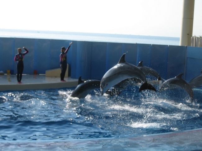 1月12日（木）知人と新江ノ島水族館へ足を運んでみました。平日だったので空いていると思ったのですが、お子様連れの方がたくさん来館していました。イルカやあざらしのショーがとても可愛かったです。（みなぞう君は2005年10月4日に亡くなったようです）<br />入館料金：大人（中学生以上）2,000円、小学生1,000円、幼児（3歳以上）600円冬期営業時間 * 12/1(木)〜2/28(火)　10：00〜17：00※年中無休　ご入館・チケット販売は16：00まで<br />