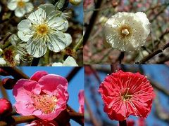 大阪城公園･梅林･梅の花