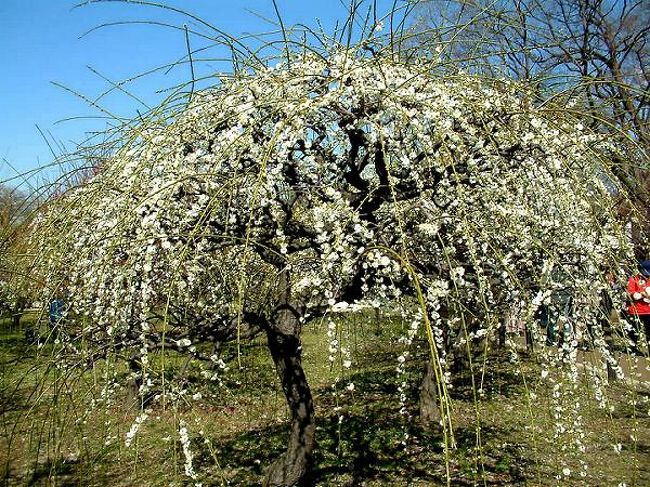 梅の花の続きです！！