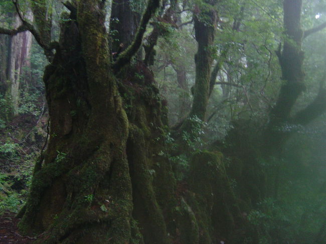 日本の森には神様が棲んでいると思いました。また行きたい！！