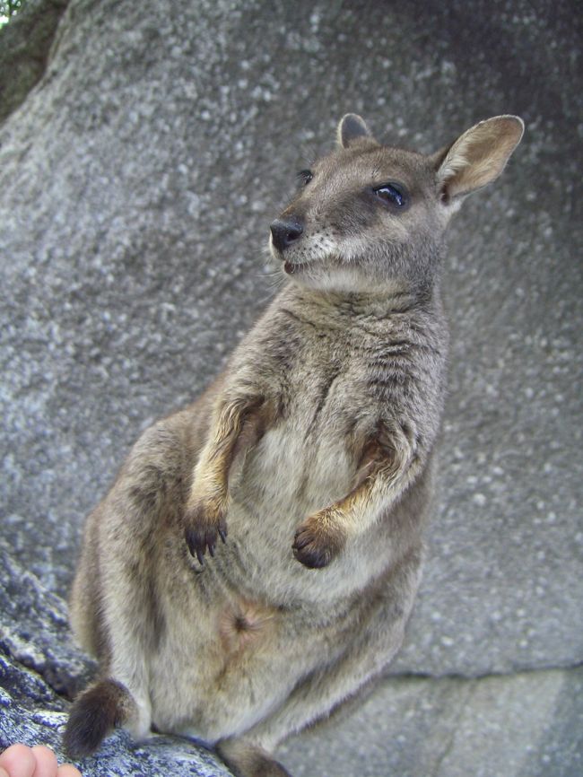 ケアンズは大自然の宝庫。有名なカンガルーやコアラを始め、その多くは夜行性です。オーストラリアならではの動物たちの姿をなるべく間近で。