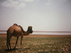 Morocco: 月と砂漠とラクダとあたし