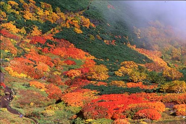 　北海道の中央に位置する大雪山国立公園。約２３万haの面積があり、多くの山々や雪渓、高山植物、お花畑、紅葉などいつの季節に訪れても、それぞれに訪れる人を魅了します。特に秋の紅葉は日本一早く、その美しさは筆舌に尽くしがたいものがありました。