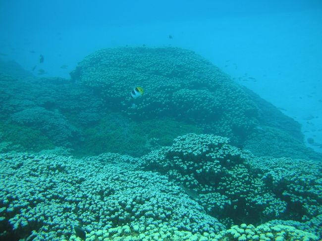 　プー太郎のころ、友人が有休が消えちゃうので消化に海外に行きたいと言い出し、安・近・短なグアムに行くことになりました。もちろん、往復深夜便、宿がグアムプラザの定番安旅行です。