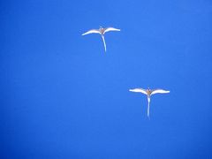 地球の島めぐりー７０島・オーストラリアークリスマス島の鳥達