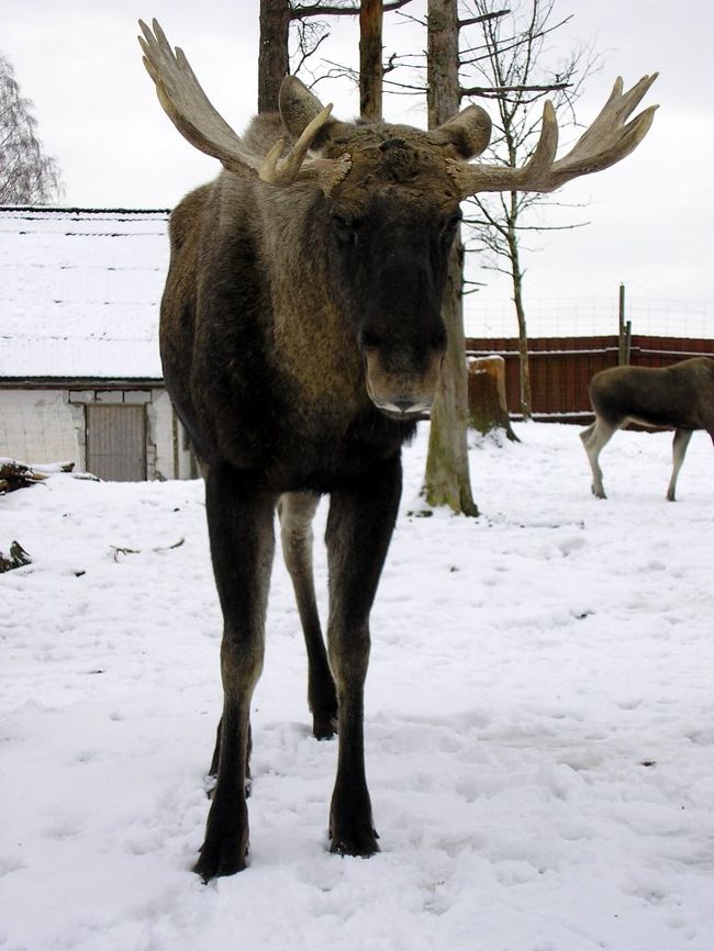 スモーランドLjungbyの少し手前Ellingeにあるエリィパークへ行ってみました。エリィはスウェ語でヘラジカのことです。<br /><br />スウェでは森の王様と呼ばれている大型の鹿です。
