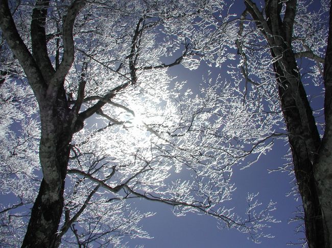 冬の晴間に、青空の下、森の中をクロスカントリースキーで歩いてきました。<br />玉原高原はブナの原生林が素晴らしく、真ん中にスキー場が出来ているとはいえ、むしろそのスキー場を起点に、ネイチャースキーを楽しむことが出来ます。<br />ネイチャースキーとはオリンピックなどでみかけるクロスカントリースキーよりも幅広で安定感を出したノルディックタイプのスキーを使って自然のなかを歩いて楽しむものです。<br />とはいっても雪の無い時期と異なり、道しるべがあるわけではないので、地図を読みながらの雪山登山のノウハウが必要になります。<br />最近では冬の自然を楽しむ方が、随分と増えて、ブナ林のなかでも多くのネイチャースキーのツアーを見かけるようになりました。天気が良く風の弱い日であれば大変気持ちの良いツアーを楽しむことが出来ます。