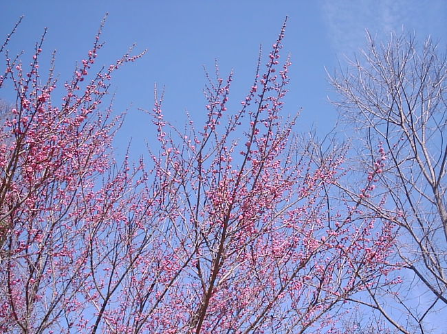 今週はずっと暖かい日が続いて何となく幸せの一週間でした。木とか、何か勘違いして、花のつぼみなどつけちゃっております。かわいらしい。<br /><br />昨日の金曜日は、友達（モヒカン君）が車の免許取得をしたい、ということでDMV（Division of Motor Vehicle)に運転試験を受けに行ってきました。モヒカン君は、過去に２度も運転試験に落ちていて、今回の意気込みはそりゃ凄いもんでした。１回目はバックで、２回目はパニックになりすぎて原因不明。とりあえず原因はバックだ、ということで、２週間くらい前から、彼のひたすらバックの練習に付き合っていた私って、いい人（自己満足）。<br /><br />DMVは普段、めっちゃ混んでるけど、金曜日の４時ごろに行ったからか、結構空いてた。空いてたけどなぜか３０分待ち。試験官、お菓子食べて隣の人と話してるなら、早く試験受けさせてくれーーと心の中で叫びつつ、３０分後。友達の試験官が現れたけど、なぜかめっちゃ怖い。目に生気がない。こんな試験官で大丈夫なんだろうか。なぜか友達の母親になったような気持ちで、一生懸命笑顔を試験官に振りまいてみるものの、効果なし。<br /><br />そして、試験から帰ってきたモヒカン君の結果は・・・不合格。３回目！！今回落ちた理由は、赤信号・・・。バックをあんだけ練習したのに、赤信号って・・・母さんは悲しいよ＠＠なんか、３回も落ちたら、もう免許取らないほうが、彼の身の為なんじゃないかと思ってしまう。でも、彼はこりずにまた来週試験を受けに行くらしい。<br /><br />落ちたら一週間試験受けられないけど、こっちは何回運転試験受けても、無料なのがGood。合格したらお金払うけど、もちろん１回分で不合格した時の分は含まれないし。<br /><br />来週はどうなるのだろう・・・