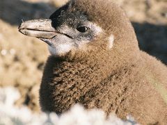 マゼランペンギンはいたますぃ．．．オトウェイ湾(プンタアレーナス郊外)