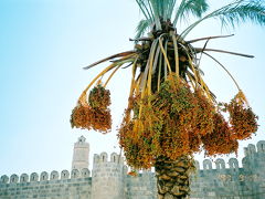 チュニジア・ハイライトその４：ナツメヤシのある風景